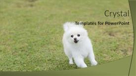  Presentation with dog park - Slides enhanced with white-pomeranian-dog-run background and a  colored foreground