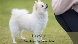  Presentation with wait - PPT theme consisting of white-pomeranian-dog-wait background and a  colored foreground