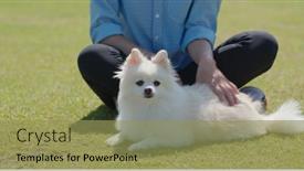  Presentation with play - Amazing PPT layouts having white-pomeranian-play-with-woman backdrop and a yellow colored foreground