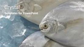  Presentation with ice - Slide set enhanced with white-pomfret-on-top background and a gray colored foreground