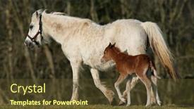  Presentation with foal - Colorful slides enhanced with white pony with her new born brown foal trotting along side her in a field in spring welsh section d ponies backdrop and a tawny brown colored foreground