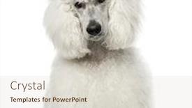  Presentation with poodle - Slide deck enhanced with white poodle sitting 9 months old isolated on white background and a soft green colored foreground