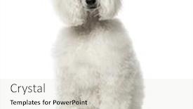  Presentation with poodle - Cool new slide set with white poodle sitting 9 months old isolated on white backdrop and a lemonade colored foreground
