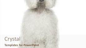  Presentation with poodle - Colorful slide set enhanced with white poodle sitting 9 months old isolated on white backdrop and a lemonade colored foreground