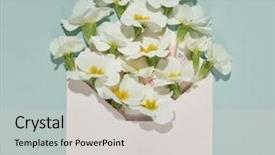  Presentation with envelope - Audience pleasing presentation theme consisting of white primroses flower in envelope backdrop and a  colored foreground