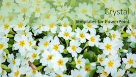  Presentation with spring - Slide set enhanced with white-primroses-in-a-garden background and a mint green colored foreground
