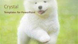  Presentation with puppy - Presentation theme featuring white puppy of samoyed dog running on green grass soft focus background and a soft green colored foreground