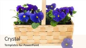  Presentation with pansy flower - Colorful PPT theme enhanced with white purple - basket full with pansy blue backdrop and a  colored foreground