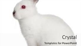  Presentation with old photographs black and white - Cool new theme with white rabbit 4 months old backdrop and a light gray colored foreground