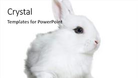  Presentation with old photographs black and white - Amazing slide set having white rabbit 8 weeks old backdrop and a white colored foreground