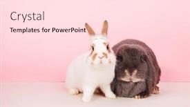  Presentation with pink white - Colorful slide set enhanced with white rabbit and french lop together on pink background backdrop and a lemonade colored foreground