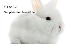  Presentation with bunny - Amazing slide set having white rabbit bunny baby backdrop and a white colored foreground