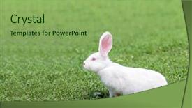 Presentation with rabbit - Colorful presentation enhanced with white rabbit in grass closeup backdrop and a seafoam green colored foreground