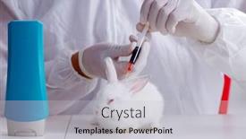  Presentation with rabbit - Amazing PPT theme having white-rabbit-in-scientific-lab backdrop and a light gray colored foreground