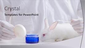  Presentation with scientific - Presentation theme consisting of white-rabbit-in-scientific-lab background and a light gray colored foreground