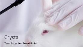  Presentation with scientific - Audience pleasing presentation theme consisting of white-rabbit-in-scientific-lab backdrop and a light gray colored foreground