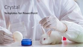  Presentation with rabbit - Theme featuring white-rabbit-in-scientific-lab background and a light blue colored foreground