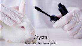  Presentation with lab animal - PPT layouts consisting of white rabbit in scientific lab background and a light gray colored foreground
