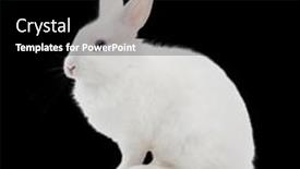  Presentation with rabbit - PPT theme having white-rabbit-on-black-background background and a black colored foreground