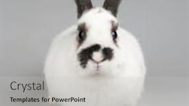  Presentation with rabbit - Audience pleasing theme consisting of white rabbit with blask spots backdrop and a light gray colored foreground