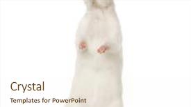  Presentation with white rat - Theme enhanced with white rat on hind legs 8 months old background and a cream colored foreground