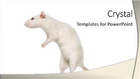  Presentation with white rat - Slide deck consisting of white rat on hind legs background and a white colored foreground