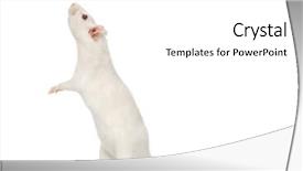  Presentation with white rat - PPT layouts enhanced with white rat on hind legs background and a  colored foreground