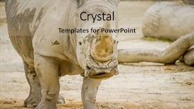  Presentation with zoo - Audience pleasing presentation design consisting of white rhino at zoo backdrop and a coral colored foreground