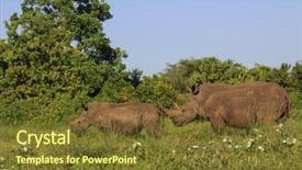  Presentation with milk for calf - Audience pleasing theme consisting of white rhino mother and calf backdrop and a tawny brown colored foreground