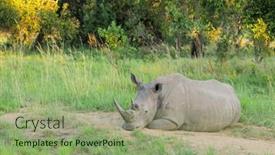  Presentation with south africa - Presentation having white-rhinoceros-ceratotherium-simum-resting background and a seafoam green colored foreground