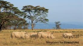  Presentation with kenya - Beautiful slide deck featuring white-rhinoceros-ceratotherium-simum backdrop and a gold colored foreground