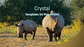  Presentation with south africa - Beautiful PPT layouts featuring white-rhinoceros-ceratotherium-simum backdrop and a tawny brown colored foreground