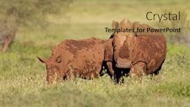  Presentation with south africa - Slide deck having white-rhinoceros-ceratotherium-simum background and a yellow colored foreground