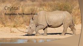  Presentation with south africa - Presentation design consisting of white-rhinoceros-ceratotherium-simum background and a coral colored foreground