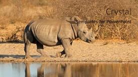  Presentation with south africa - Presentation enhanced with white-rhinoceros-ceratotherium-simum background and a coral colored foreground