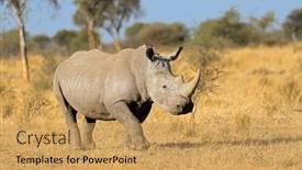  Presentation with africa - Presentation design featuring white-rhinoceros-ceratotherium-simum background and a  colored foreground