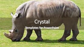  Presentation with grazing - Presentation theme with rhinoceros grazing in a green background and a tawny brown colored foreground