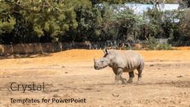  Presentation with zoo - Slides enhanced with white-rhinoceros-in-the-wild background and a coral colored foreground