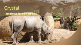  Presentation with zoo - PPT theme featuring white-rhinoceros-in-the-wild background and a coral colored foreground
