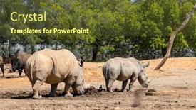  Presentation with zoo - Slide set consisting of white-rhinoceros-in-the-wild background and a tawny brown colored foreground