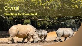  Presentation with zoo - PPT theme enhanced with white-rhinoceros-in-the-wild background and a tawny brown colored foreground