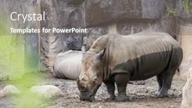  Presentation with zoo - Presentation having white-rhinoceros-in-the-wild background and a gray colored foreground