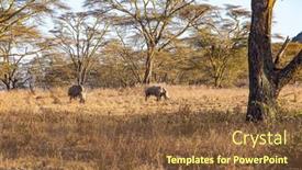  Presentation with dry - Presentation theme with white-rhinoceros-is-a-resident background and a tawny brown colored foreground