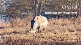  Presentation with dry - Presentation theme consisting of white-rhinoceros-is-a-resident background and a gray colored foreground