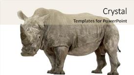  Presentation with square - Presentation theme consisting of white rhinoceros or square-lipped rhinoceros - ceratotherium simum - 10 years in front of a white background background and a lemonade colored foreground