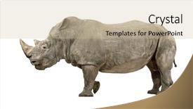  Presentation with square - Colorful PPT theme enhanced with white rhinoceros or square-lipped rhinoceros - ceratotherium simum - 10 years in front of a white background backdrop and a soft green colored foreground