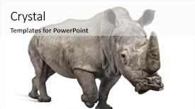  Presentation with square - Slide deck consisting of white rhinoceros or square-lipped rhinoceros - ceratotherium simum - 10 years in front of a white background background and a white colored foreground