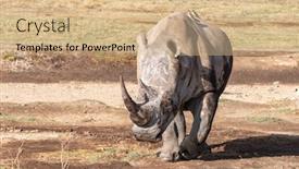  Presentation with birds - Presentation theme featuring white-rhinoceros-with-oxpecker-birds background and a coral colored foreground