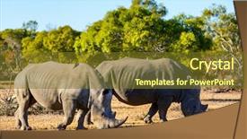  Presentation with grazing - Colorful slide deck enhanced with white rhinos grazing backdrop and a tawny brown colored foreground