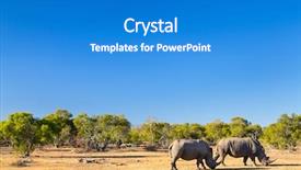  Presentation with south africa - Audience pleasing slide deck consisting of white rhinos grazing backdrop and a teal colored foreground